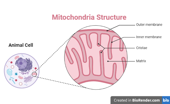 Mitochondria Structure Animal Cell