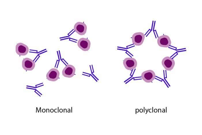 Antibody– Definition, Features, Structure, Types, Functions - Sciencevivid