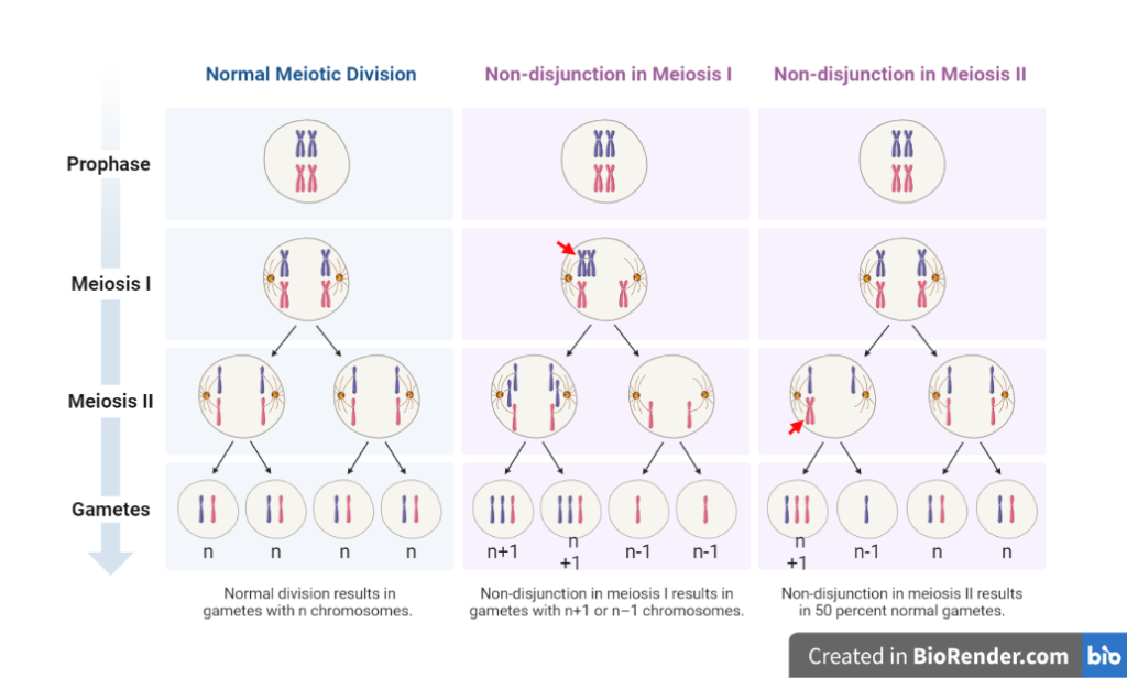 Non-disjunction in Meiosis