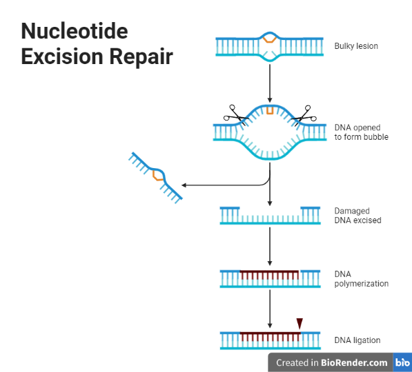 DNA Repair Mechanisms Definition Types Regulations Applications 