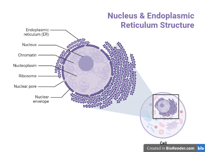 Nucleus & Endoplasmic Reticulum Structure