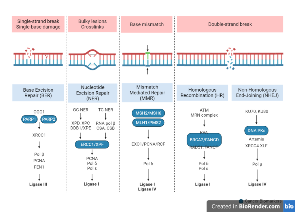 Overview of DNA repair mechanisms