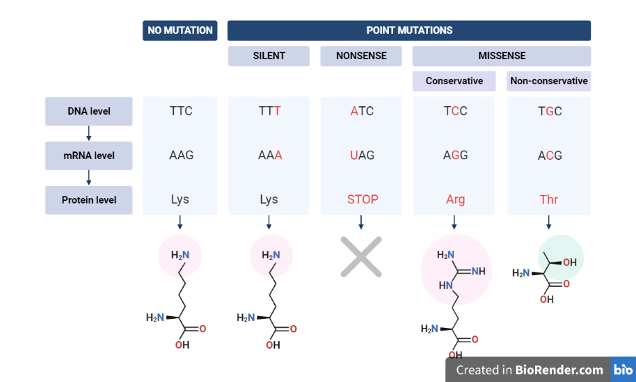 Point mutations