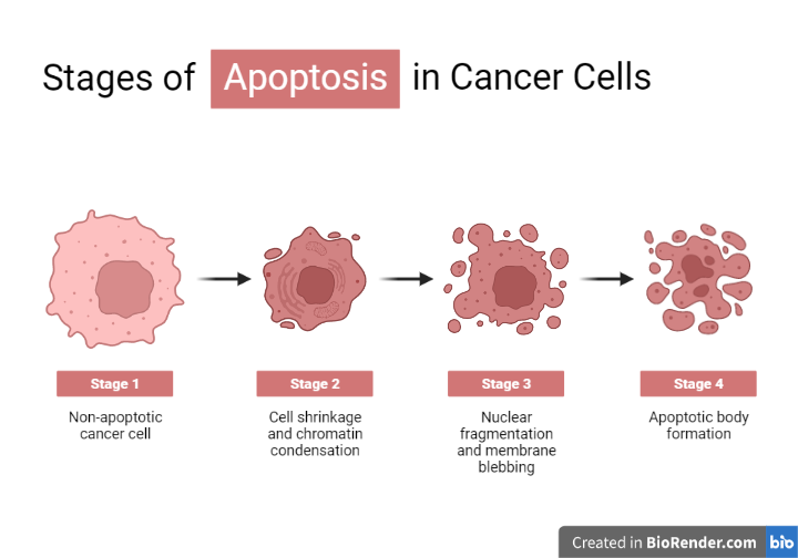 Stage of Apoptosis in Cancer Cells