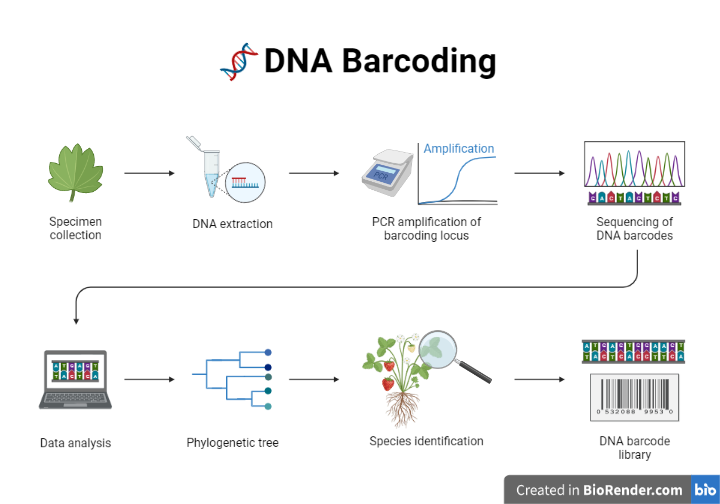 research paper of dna barcoding