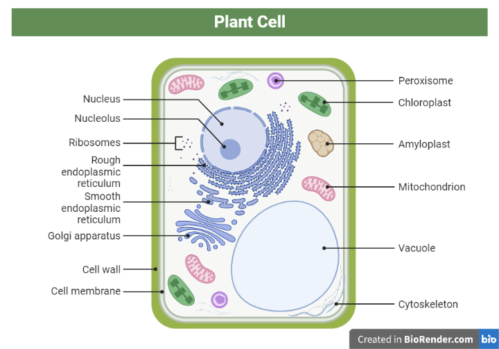 Structural Overview of a Plant Cell