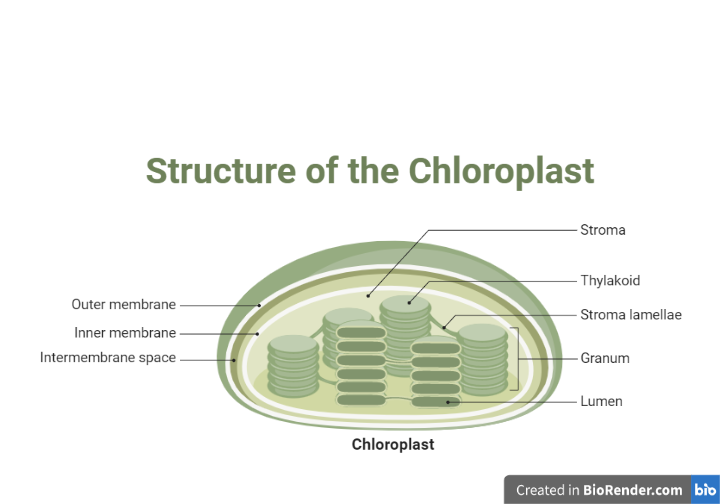  Structure of chloroplast