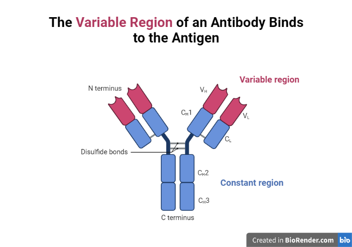 Structure of antibodies