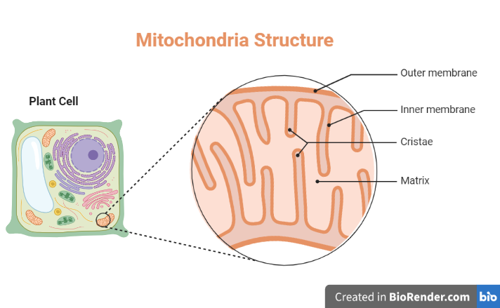 Structure of mitochondria