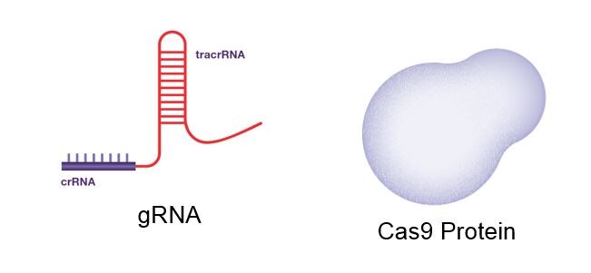 The CRISPR gRNA and Cas9 Protein