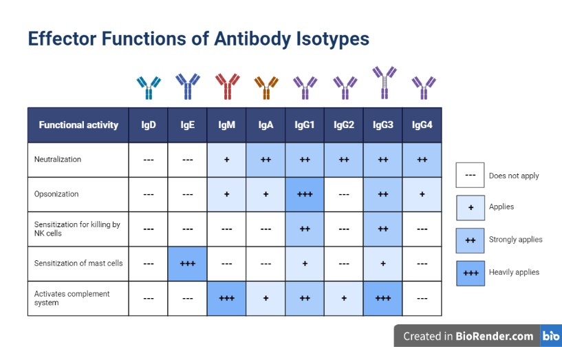  Effector Functions of Antibody Isotypes