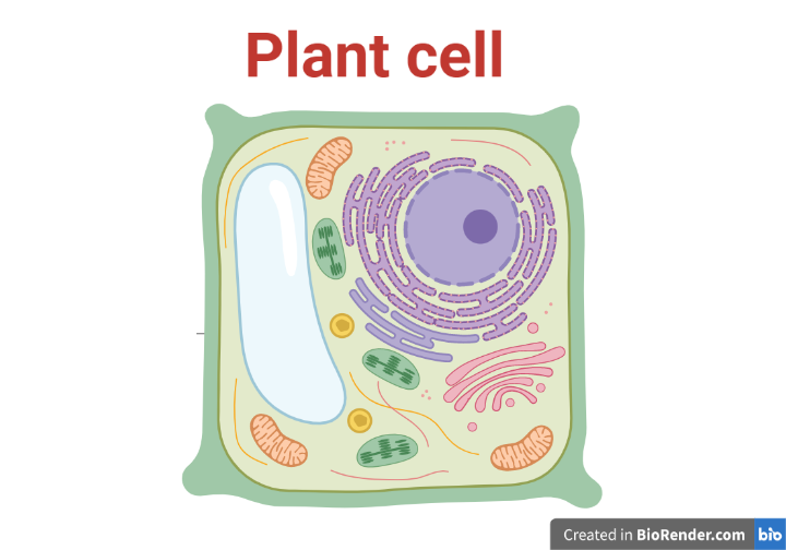 Plant Cell