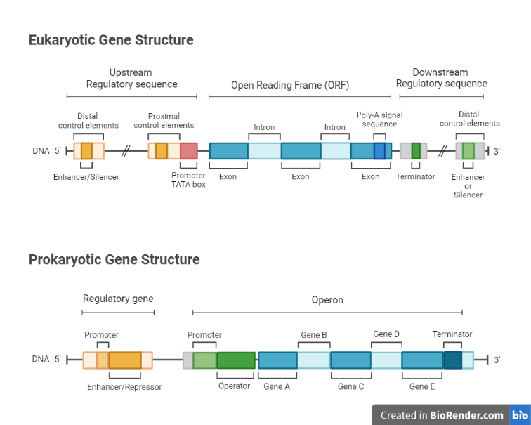 Eukaryotic and Prokaryotic Gene Structure