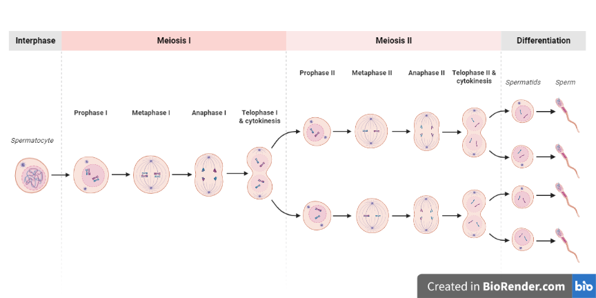 Meiosis