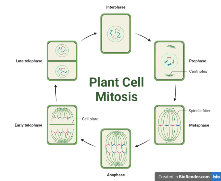 Mitosis- Definition, phases, Functions, Animal vs plant cells ...