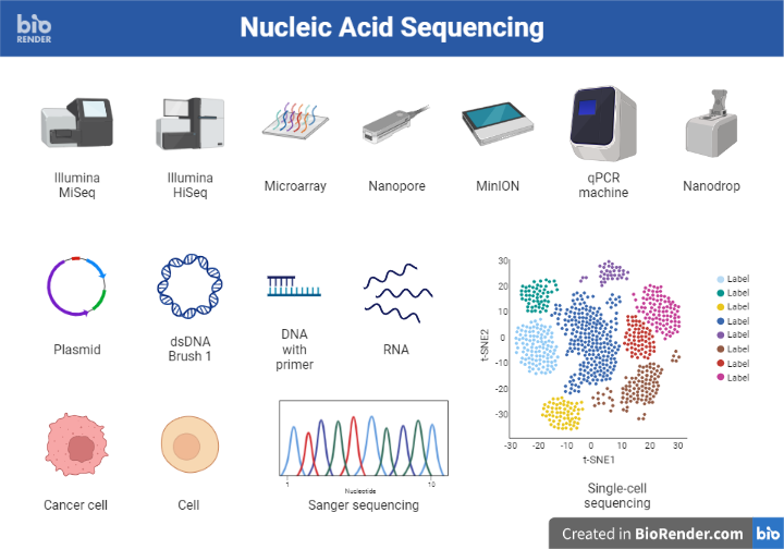 Dna Sequencing Definition Principle Types Steps Applications Sciencevivid