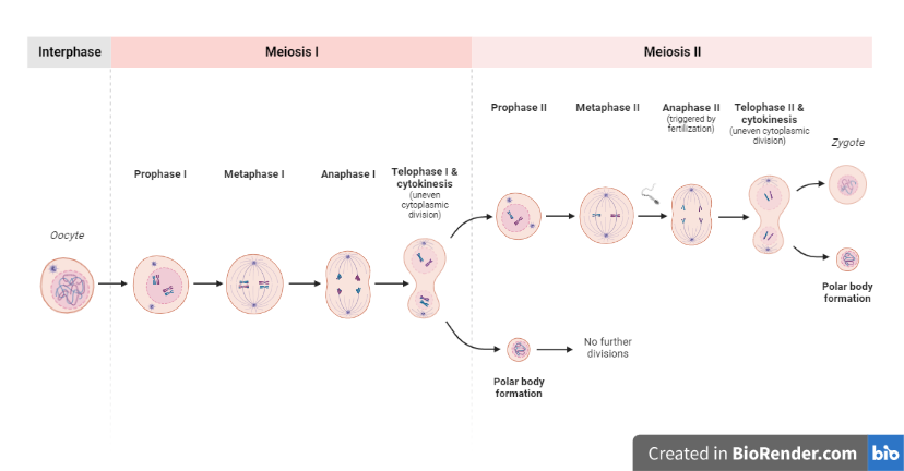 Meiosis in oocyte