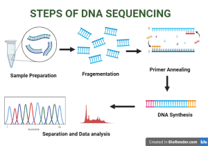 DNA Sequencing- Definition, Principle, Types, Steps, Applications ...