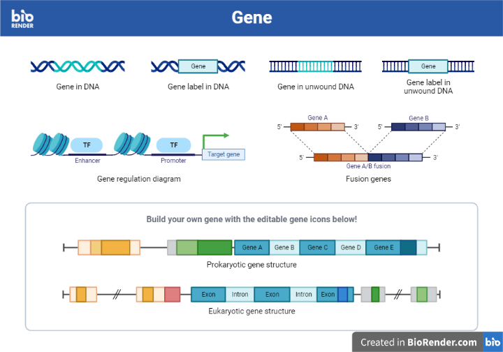 GENE