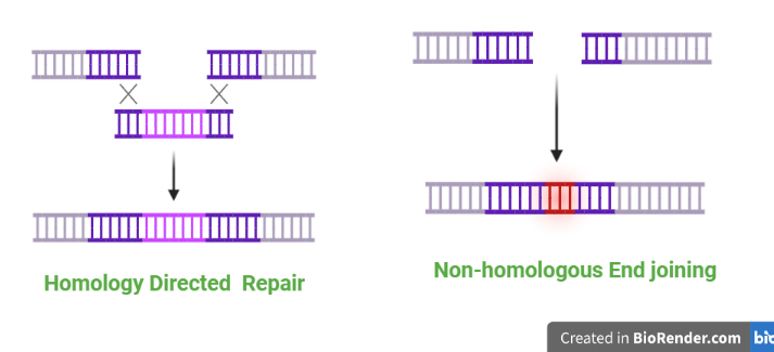 Homologous and non- homologous recombination repair mechanisms 