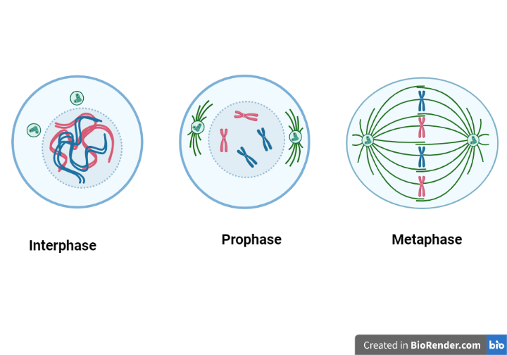 Stages of Mitosis