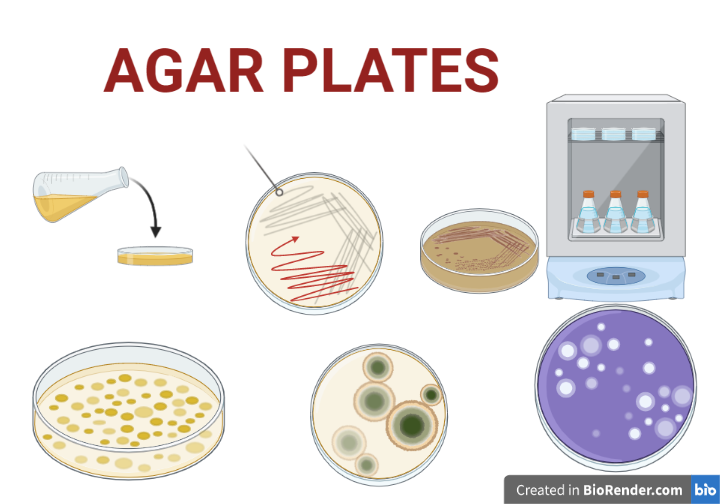 Agar Plates Definition, Composition, Types, Procedure Sciencevivid