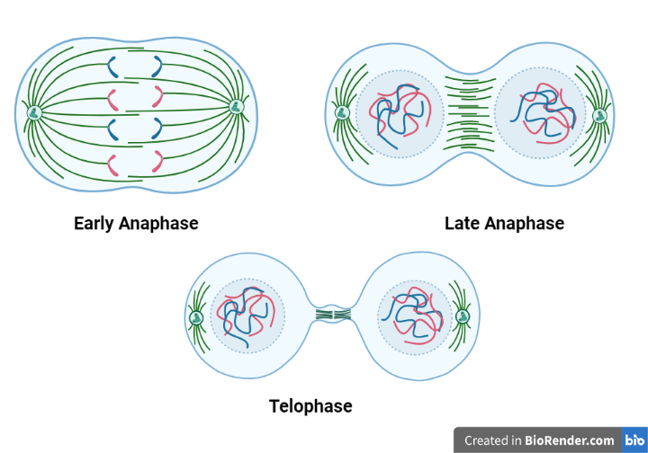 Stages of Mitosis