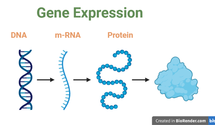 Gene Expression