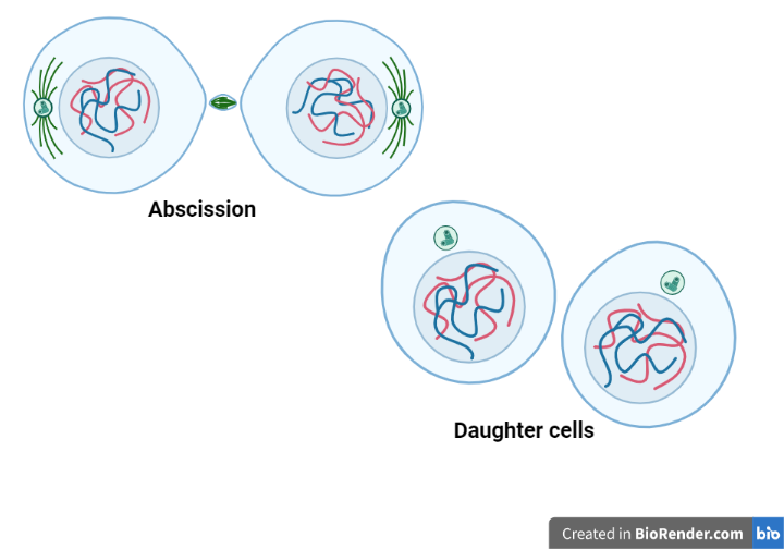 Stages of Mitosis