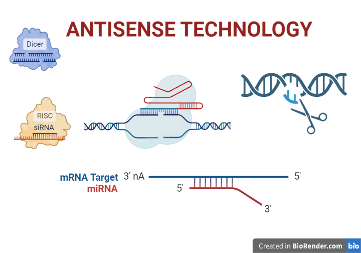 Antisense technology