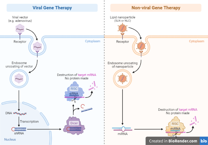 Gene Therapy- Definition, Classification, Types, Procedure ...