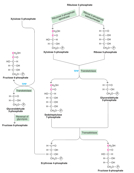  Non-oxidative phase of Hexose Monophosphate (HMP) pathway