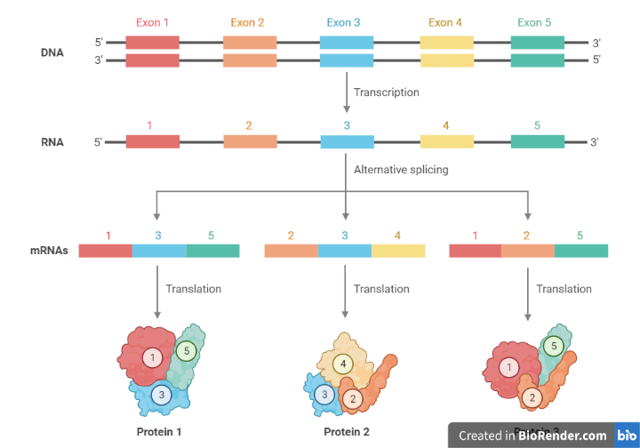 RNA Splicing- Definition, Process, Mechanism, Types, Errors, Importance ...