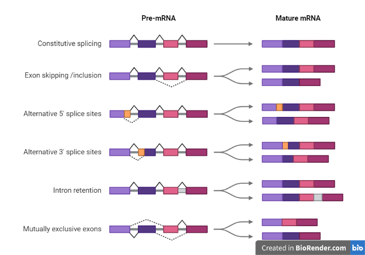 RNA Splicing- Definition, Process, Mechanism, Types, Errors, Importance ...