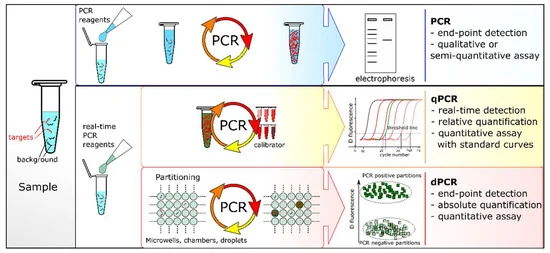 Digital PCR vs. Real-Time PCR vs. Traditional PCR