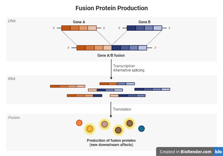 Alternative Splicing and fusion protein