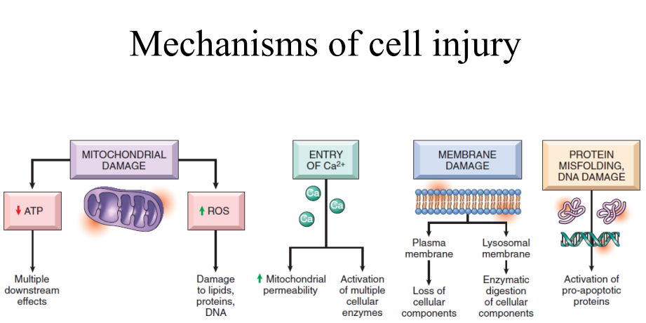 Mechanisms of  cell injury