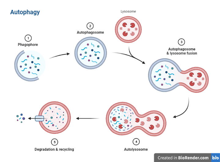 Process of autophagy