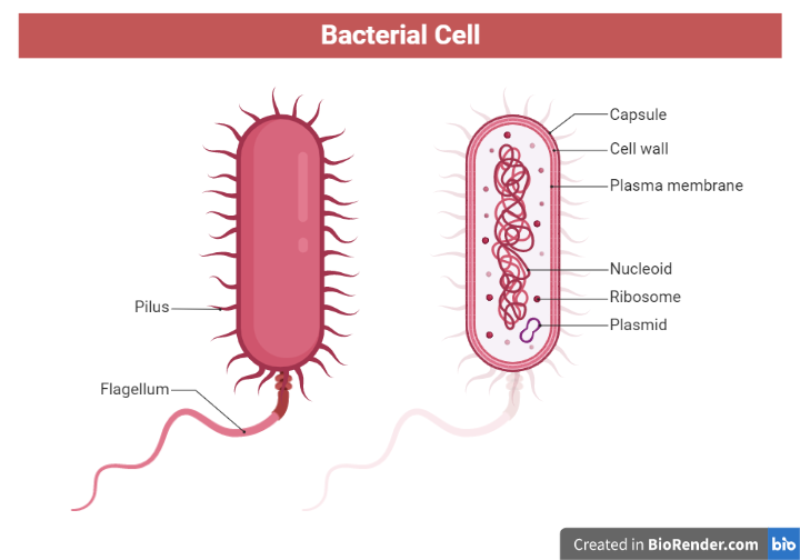 Structure of bacterial cell