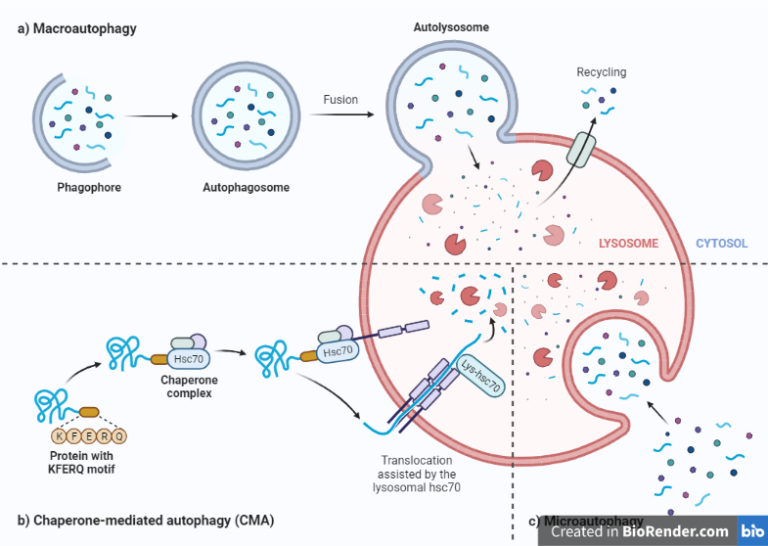 Autophagy- Definition, Types, Mechanism, Regulations, Diseases ...