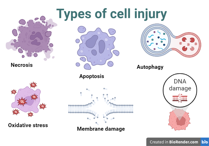 Types of cell injury