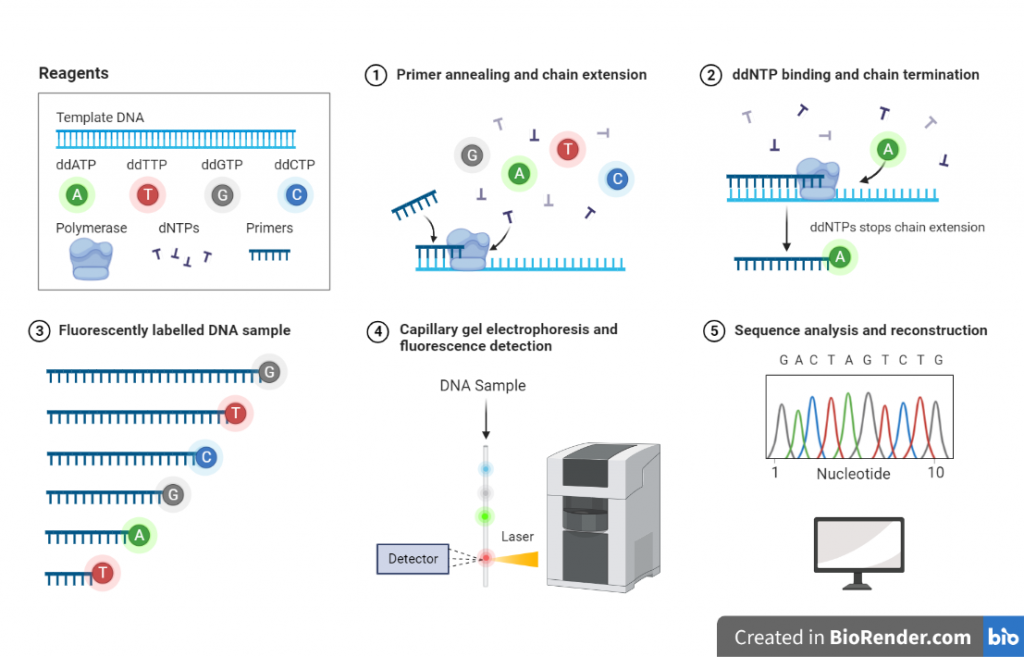 Workflow of Sanger DNA sequencing