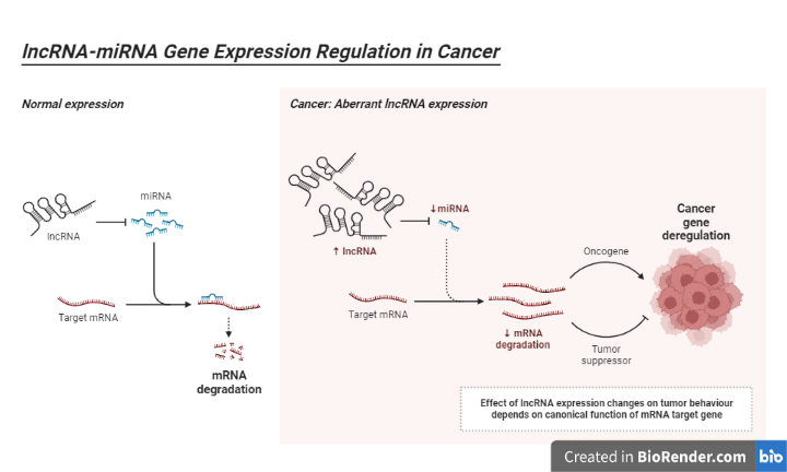 lncRNA-miRNA Gene Expression Regulation in Cancer