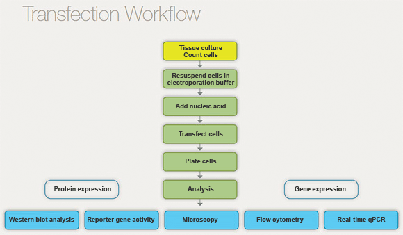 Workflow of transfection
