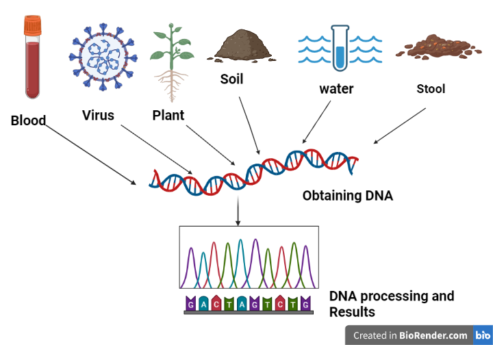 The process of metagenomic analysis