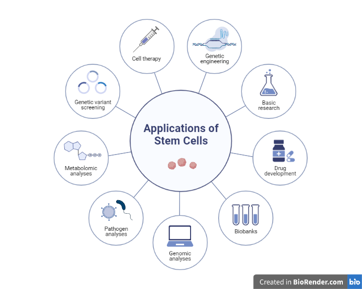 Applications of Stem cells