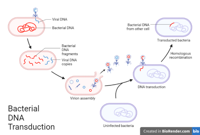 Bacterial recombination- Gene transfer, Types, Detection - Sciencevivid