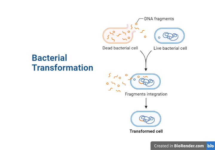 Bacterial Recombination- Gene Transfer, Types, Detection - Sciencevivid