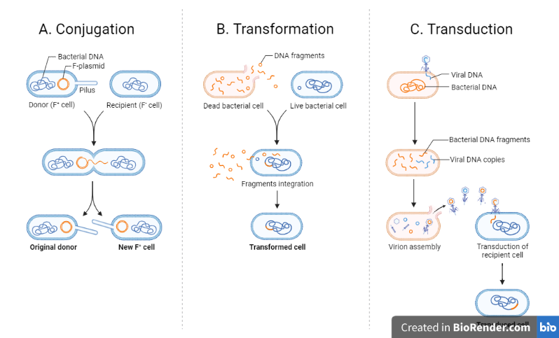 bacterial-recombination-gene-transfer-types-detection-sciencevivid