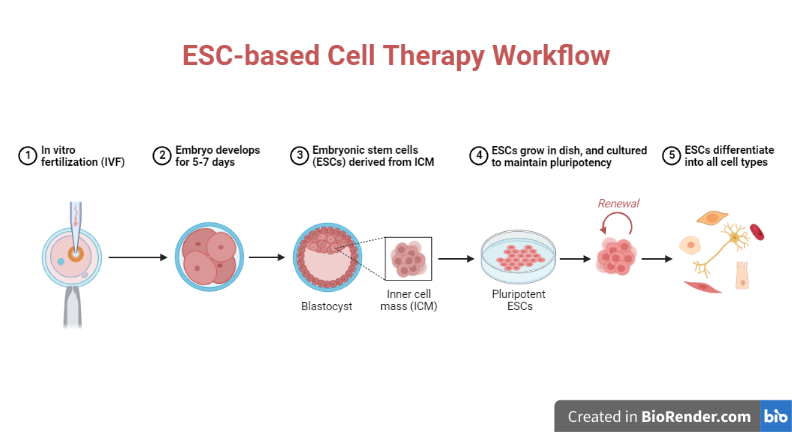 ESC-based cell therapy refers to the use of embryonic stem cells (ESCs) for therapeutic purposes.